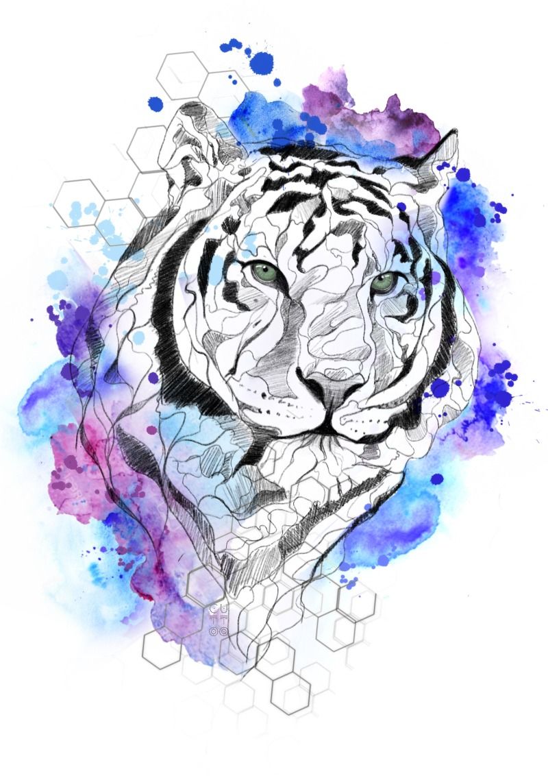 Tigre Universo Tigre Universo
